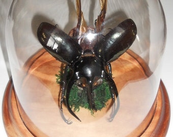 Giant Three Horned Rhino Beetle in a Dome