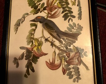 Vintage Gray King Bird Framed Print 1940s