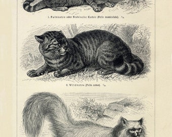 Cats Art Print - Animal Illustration - Vintage Style Wall Art - Museum Quality
