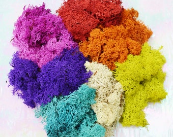 Reindeer Lichen Moss ~ Preserved and Colored ~ Rainbow of Colors ~ 7 Colors included in this listing ~ 3 x 4 Inch Bag of Each Color ~ Deal