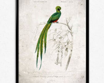 Quetzal Bird Vintage Print - Bird Poster - Bird Art - Bird Picture - Bird Illustration - Home Decor - Wall Art - Orbigny (VP1037)