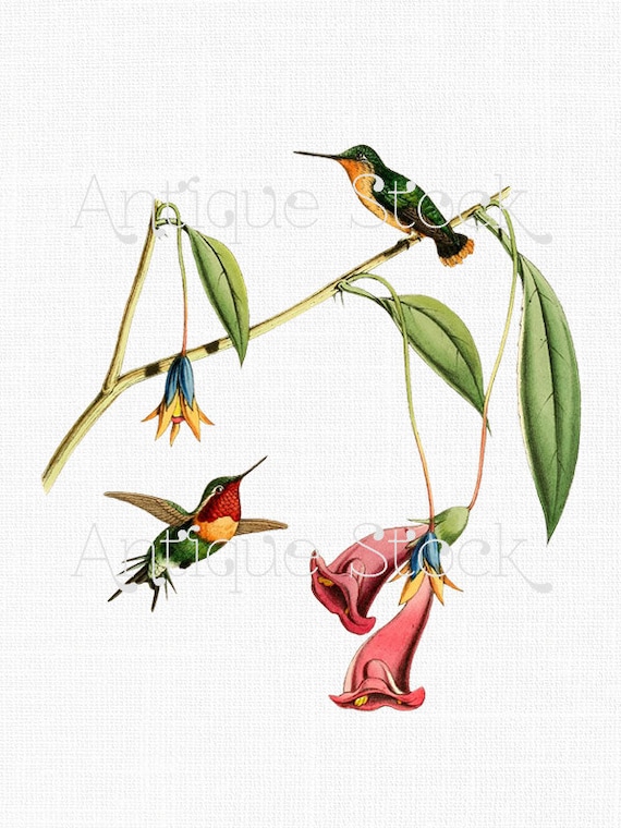 Hummingbird Digital Download