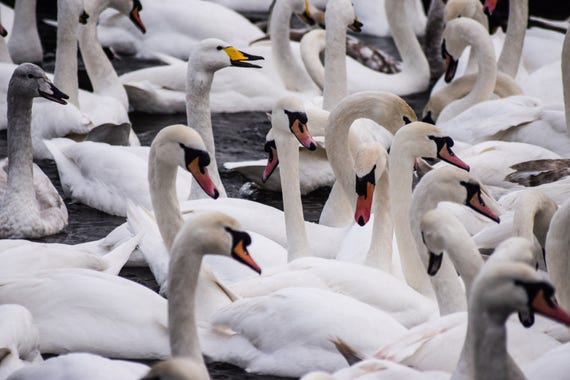Swan Gathering, Icelandic Swans, Swan Photography, Wall Art, Wildlife Photography, swan art, swan decor, swan print, pond photography, Art