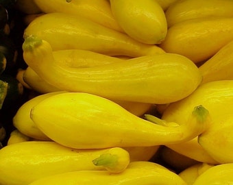 50+ Crookneck Heirloom Squash Seeds