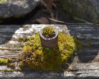 Moss Print