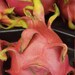 5 live Red Flesh Dragon Fruit cuttings - 6- 8 inches Free shipping