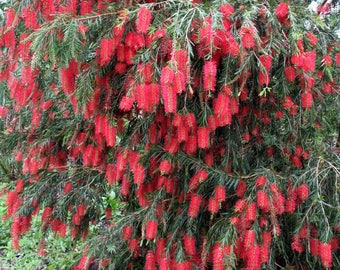 Weeping Bottlebrush aka Callistemon Viminalis Live Plant Fit 5 Gallon Pot - MOR