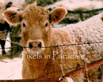 Brown COW photograph/ Cow Print/ Farm animal photo/ Nature print/ Farmhouse wall decor/ Country Wall art/ Country Roads/ Large Wall Art