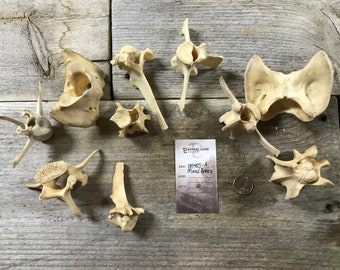 10 Assorted Deer Bones - Vertebrae and More - Real Bones - Lot No. 180405-A