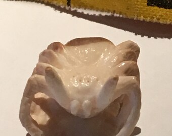 Zuni Carved Antler Fetish. Spider. Totem. Spirit Animal.