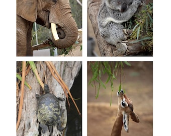 San Diego Zoo Photo Note Cards Set of 8