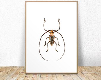 Insects print, Insect poster, insect wall art, vintage insect print, insect printable, insect wall art, taxidermy printable, taxidermy wall