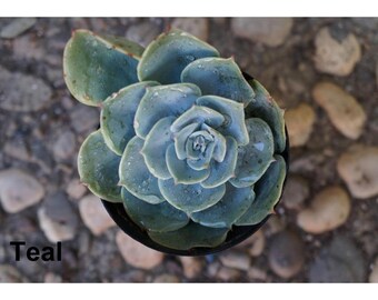Echeveria Succulent Plant
