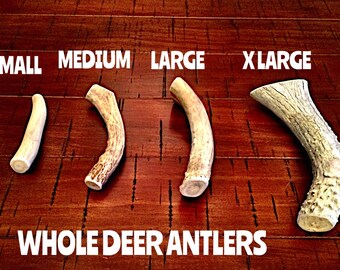 Deer antler dog chews-free shipping!