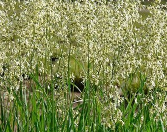 12 Sweetgrass Live Plants (Hierochloe odorata) Vanilla Grass, Holy Grass ~ not seed