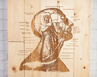 Wooden recycled with old illustration of Anatomy sign