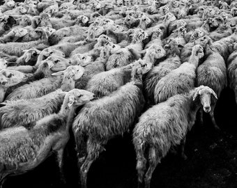 Sheep Photograph Farm Animal Picture