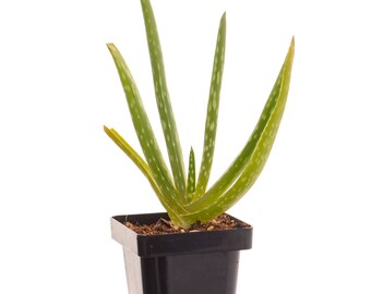 Aloe Vera Potted Plant, Live Medicinal Succulent Plant in 2" Pot