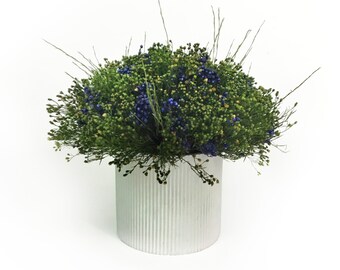 Preserved plant broom flower composition
