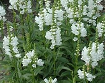 Collection of 3 Obedient Plant Miss Manners Physostegia virginiana Perennial Starter Plant