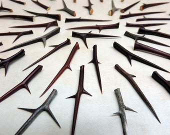30 Honey Locust Thorns ~ Sizes 3"- 4" ( 76.2mm - 101.6mm ) long / Ceremonial, Woodworking, Crafting, Wedding Decor, Southwest