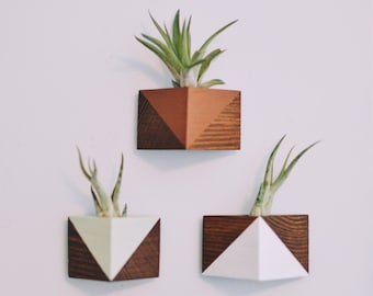 Triangle Magnet w/Air Plant (Walnut Stain)