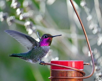 Bee-Proof, Drip-free Copper Hummingbird Feeder I