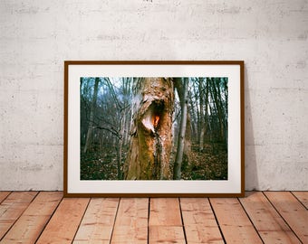 photos of trees, tree photography, surreal photography, fine art photography, fire photography, canvas photo prints, wall art decor