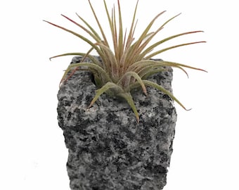 Granite Vase with Living Air Plant - Speckled - 2" x 2" x 2.5"