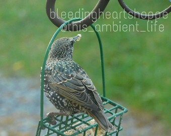 Starling ~ Photograph