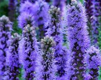 Gayfeather Plant, Blazing Star, Liatris, Herbaceous Perennial, Purple Flower, Bed or Pot, Organically Grown