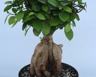 Bonsai Ficus Ginseng 10 inch