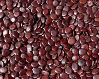 100 grams of Sikidy seeds collected in Madagascar