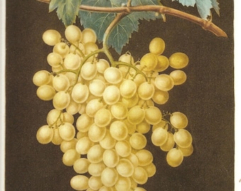 FRUIT Print GRAPES 2002 Doublesided Art Original Book Plate 125 126 Beautiful Yellow Grapes on Grapevine Large Leaves and Antique Writing