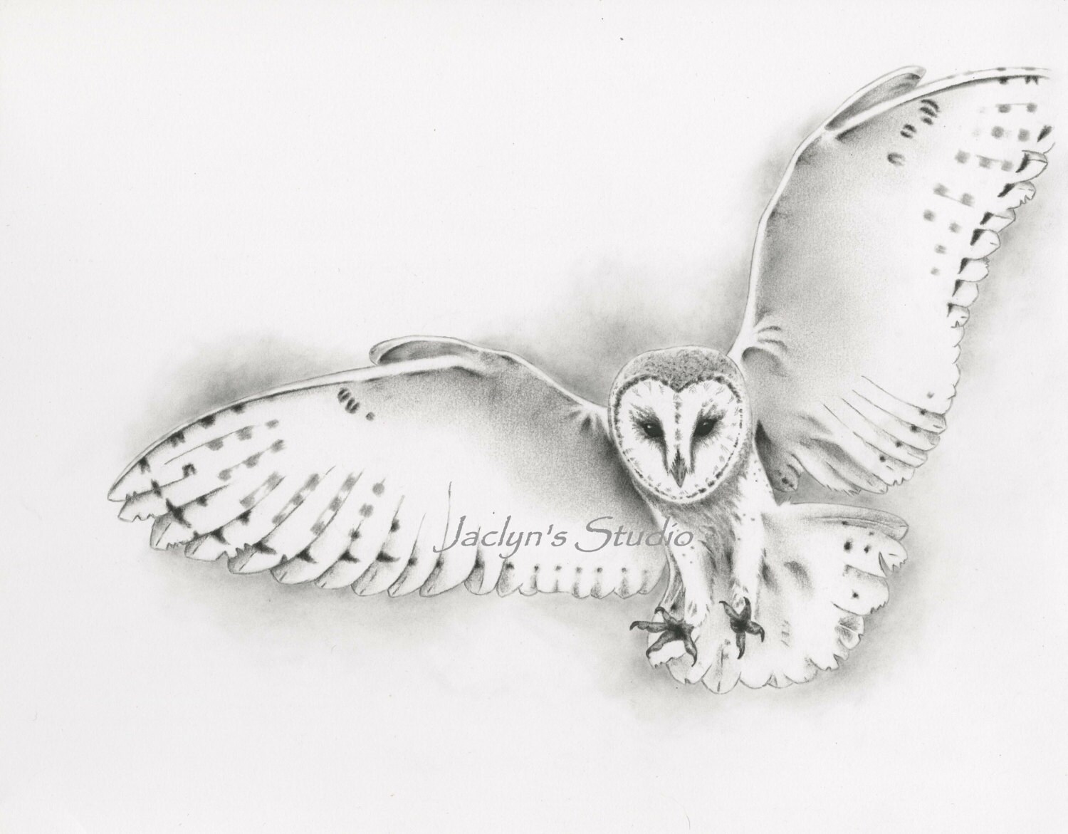 Flying Barn Owl Giclee Print 810 Pencil and Flying Barn Owl Giclee Print 810 Pencil and