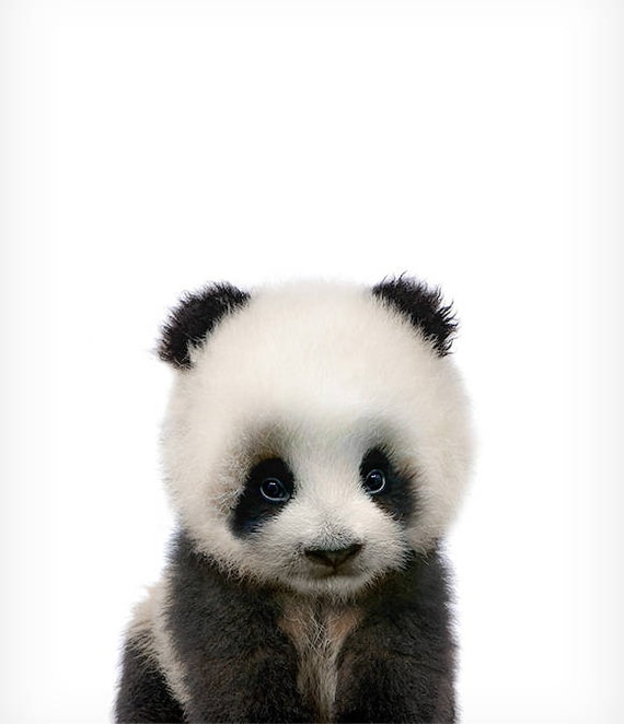Monster image within printable panda pictures Old Fashioned image regarding printable panda pictures