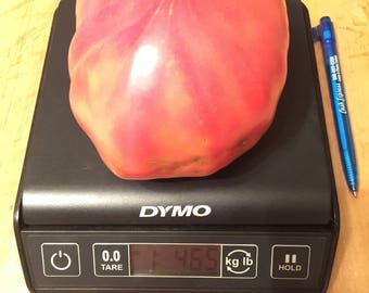15 Giant Chudo Zemli (Wonder of the World) Heirloom tomato seeds-1375