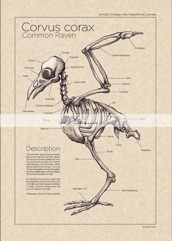 Printable Art Instant Download Raven Crow Skeleton Diagram