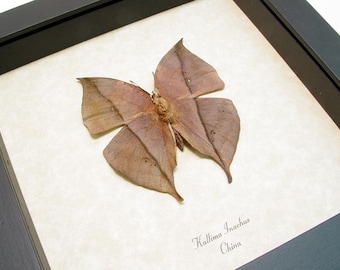 Real Framed Dead Leaf Mimic Butterfly Conservation 607v