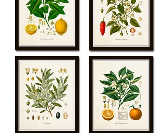 Vintage Fruit Print Set No. 20, Kohler Fruit Prints, Botanical Prints, Vintage Botanical, Lemon Print, Olive, Art, Kitchen Art, Illustration