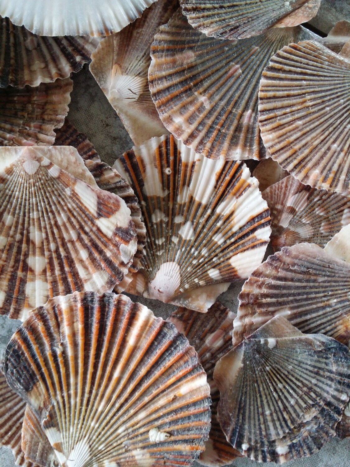 Baby Flat Scallops/ Natural Brown Speckled Scallop Seashell/