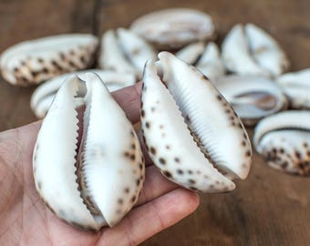 Shell Pendants, 6pcs, Tiger Cowrie Shells, 3-4 inch, Large Sliced Shells, Cut Shells -BN99