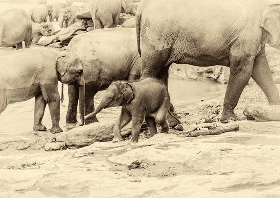 RIVER ELEPHANTS 2. Elephant Print, Sri Lanka Print, Travel Photography, Wildlife Print, Limited Edition Print, Photographic Print