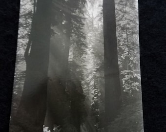 California Redwoods Postcard