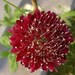 25+ Fire King Pincushion Scabiosa / Perennial Flower Seeds