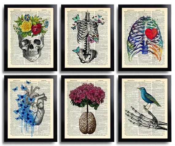 Anatomy Art Print Set 6 Medical Wall Art Anatomical Poster