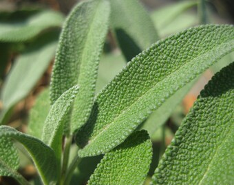 Sage Salvia Officinalis 100 Fresh Seeds Season 2017 Handpicked Organic Own Production From My Organic Garden Herb Perennial Great For Bees
