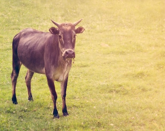 Baby Animal Photography, calf photo, horns, nursery decor, farm animal, country decor, cattle, soft yellow, nursery art, childrens room