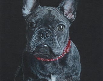 Frenchie