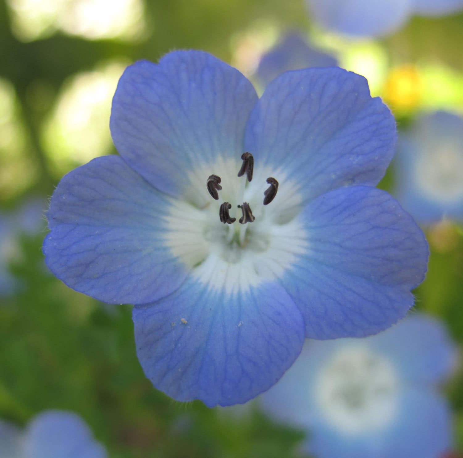 Baby Blue Eyes Nemophila menziesii Organic Flower Seeds